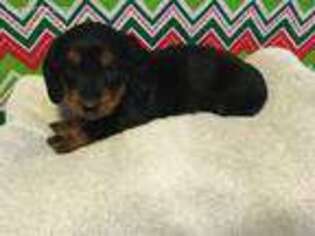 Dachshund Puppy for sale in Waynesboro, MS, USA