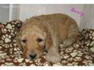 Goldendoodle Puppy for sale in Romulus, NY, USA