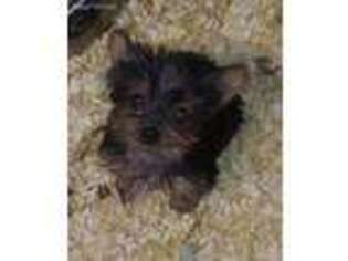 Yorkshire Terrier Puppy for sale in Spotsylvania, VA, USA
