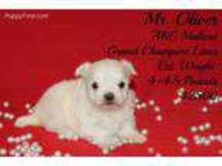 Maltese Puppy for sale in Tifton, GA, USA