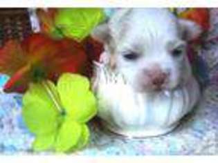 Bolognese Puppy for sale in STEVENSON, WA, USA