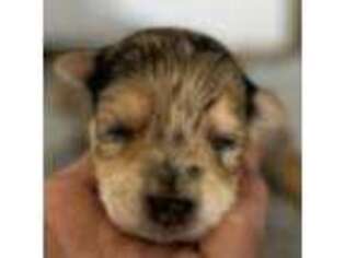 Yorkshire Terrier Puppy for sale in Culpeper, VA, USA