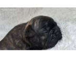 French Bulldog Puppy for sale in North Charleston, SC, USA