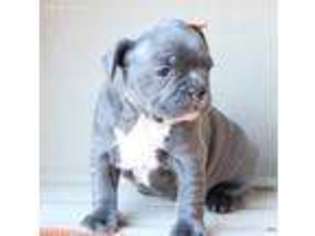 French Bulldog Puppy for sale in Shreveport, LA, USA