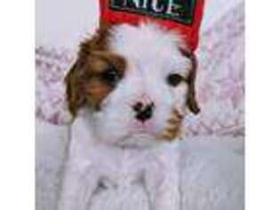 Cavalier King Charles Spaniel Puppy for sale in Stevenson Ranch, CA, USA