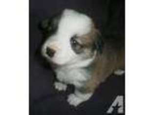Pembroke Welsh Corgi Puppy for sale in SARDINIA, OH, USA