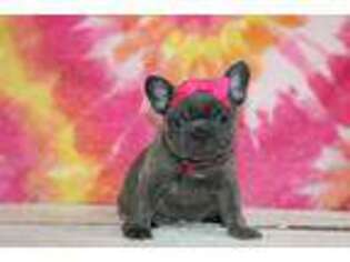 French Bulldog Puppy for sale in Etna Green, IN, USA