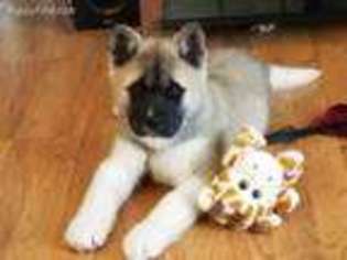 Akita Puppy for sale in Greenville, NC, USA