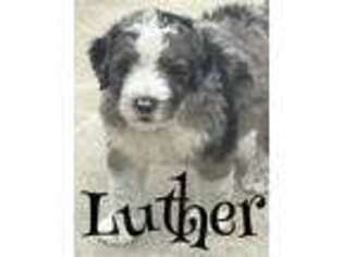 Mutt Puppy for sale in Paw Paw, MI, USA