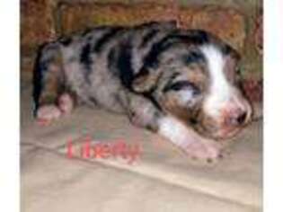 Australian Shepherd Puppy for sale in Mineola, TX, USA