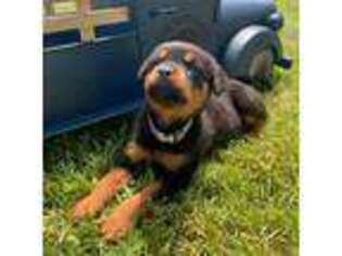 Rottweiler Puppy for sale in La Fargeville, NY, USA