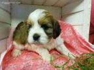 Cavachon Puppy for sale in Ireton, IA, USA