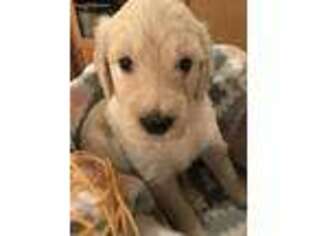 Goldendoodle Puppy for sale in Lewisburg, TN, USA