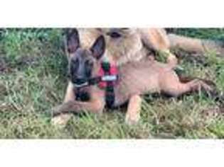 Belgian Malinois Puppy for sale in Michigan City, IN, USA
