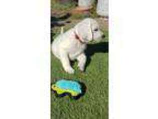 Labrador Retriever Puppy for sale in Pittsburg, CA, USA