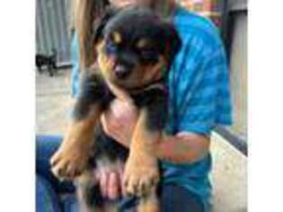 Rottweiler Puppy for sale in Cumming, GA, USA