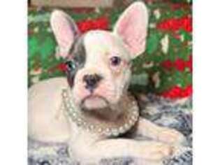 French Bulldog Puppy for sale in Kew Gardens, NY, USA