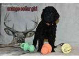 Labradoodle Puppy for sale in Chesterfield, VA, USA