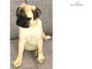 Pug Puppy for sale in San Diego, CA, USA