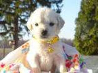 Mutt Puppy for sale in Craigville, IN, USA