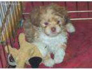 Shih-Poo Puppy for sale in Falmouth, MI, USA