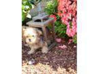 Shorkie Tzu Puppy for sale in Mount Vernon, TX, USA