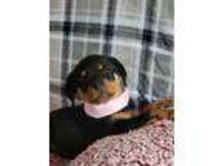 Rottweiler Puppy for sale in Drury, MO, USA
