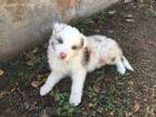 Border Collie Puppy for sale in Pima, AZ, USA