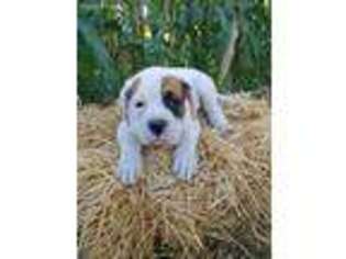 Bulldog Puppy for sale in Waterloo, NY, USA