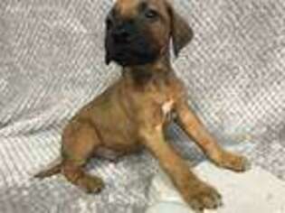 Rhodesian Ridgeback Puppy for sale in Forest City, NC, USA