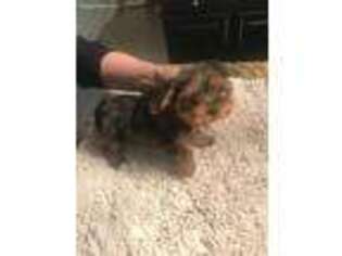 Yorkshire Terrier Puppy for sale in Wauconda, IL, USA