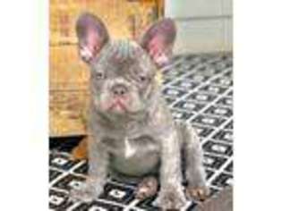 French Bulldog Puppy for sale in WINDSOR, CT, USA