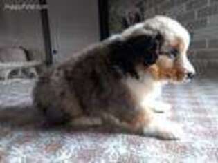 Miniature Australian Shepherd Puppy for sale in Loogootee, IN, USA