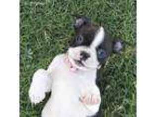 Boston Terrier Puppy for sale in Greenville, TX, USA