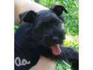 Mutt Puppy for sale in Milford, OH, USA