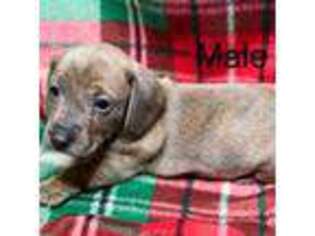 Dachshund Puppy for sale in Wheaton, MO, USA