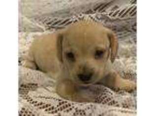 Dachshund Puppy for sale in Brighton, CO, USA