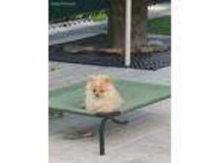 Pomeranian Puppy for sale in Pompano Beach, FL, USA