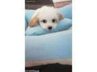 Cavachon Puppy for sale in Loogootee, IN, USA