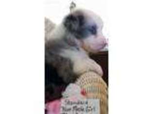 Australian Shepherd Puppy for sale in Westfield, NC, USA