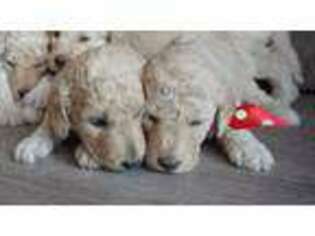 Goldendoodle Puppy for sale in Antimony, UT, USA