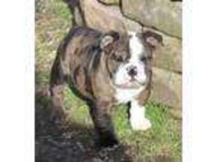 Bulldog Puppy for sale in Hamilton, OH, USA