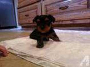 Yorkshire Terrier Puppy for sale in NEOSHO, MO, USA