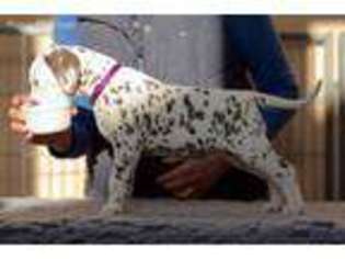 Dalmatian Puppy for sale in Orlando, FL, USA