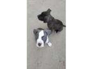 American Staffordshire Terrier Puppy for sale in Lockport, IL, USA