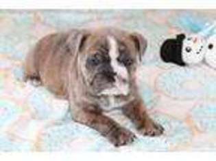 Miniature Bulldog Puppy for sale in Marcus, IA, USA
