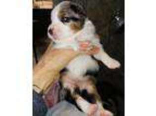 Miniature Australian Shepherd Puppy for sale in Austin, TX, USA