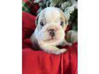 Bulldog Puppy for sale in Orange Grove, TX, USA