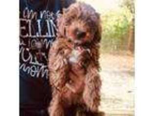 Cavapoo Puppy for sale in Gulf Shores, AL, USA