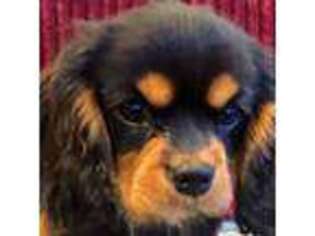 Cavalier King Charles Spaniel Puppy for sale in Seattle, WA, USA